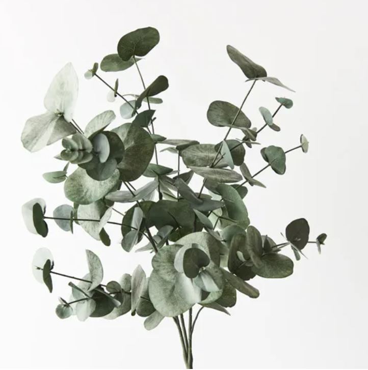 Eucalyptus Silver Dollar Bush