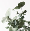 Eucalyptus Silver Dollar Bush
