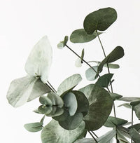 Eucalyptus Silver Dollar Bush