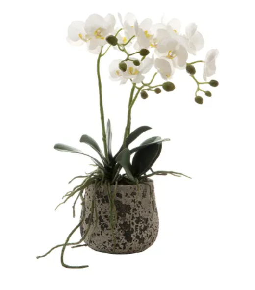 Orchid In Ceramic Pot | 45cm | White