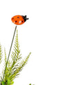 Ladybug on Stick