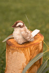 Mini Ken The Kookaburra Rattle