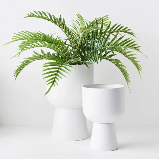 Palm Areca Plant |Green