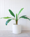 Quinn Resin Large Planter