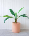 Quinn Resin Large Planter