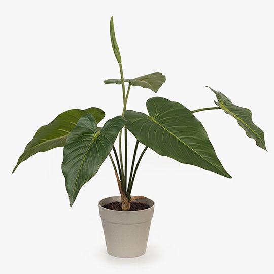 Anthurium | Plant in Pot