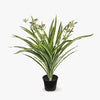 Spider Plant in Pot