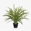 Spider Plant in Pot