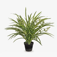 Spider Plant in Pot