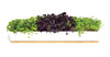 Window Sill Herb Garden Grow Kit