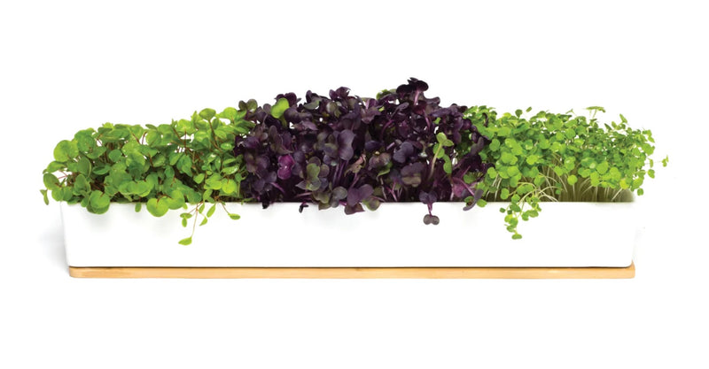 Window Sill Herb Garden Grow Kit