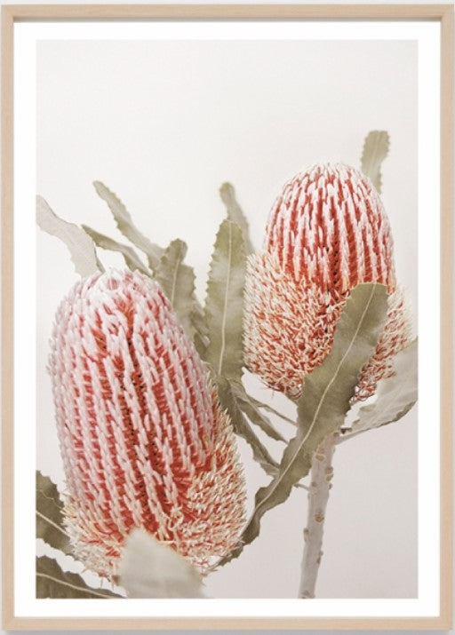 Banksia Bloom Framed Print