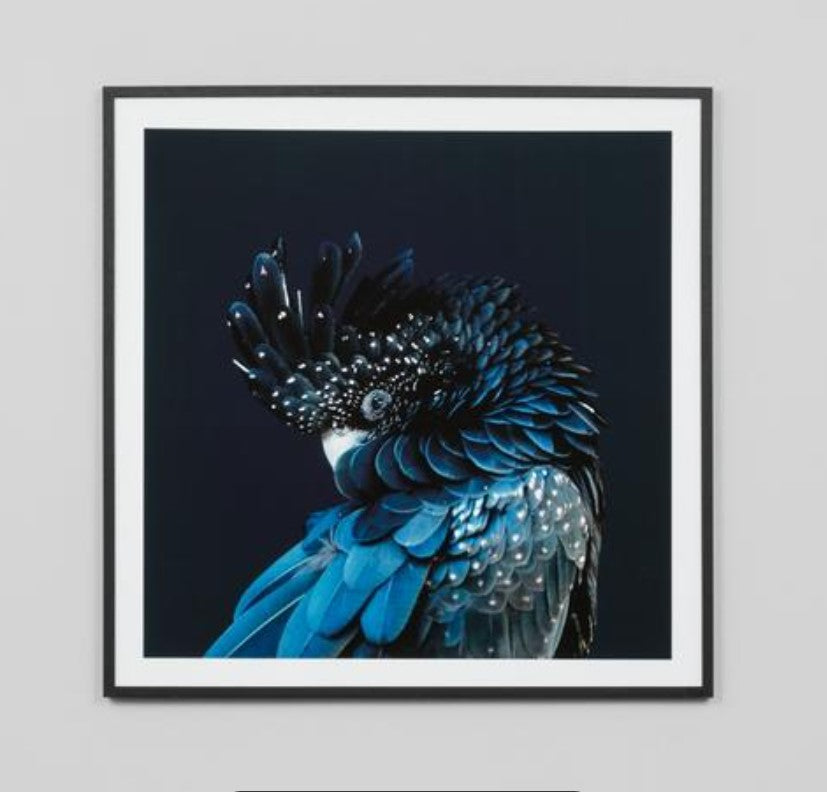 Australian Midnight Cockatoo Black | Framed Print