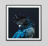 Australian Midnight Cockatoo Black | Framed Print