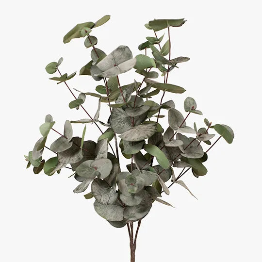 Eucalyptus Silver Dollar Bush