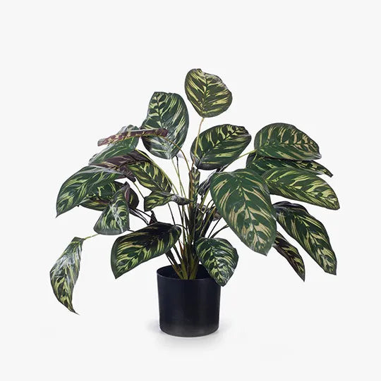 Fiddle Leaf Plant