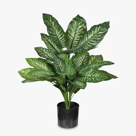 Dieffenbachia Plant Variegated