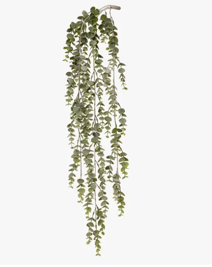 Eucalyptus Hanging Bush