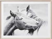 Equine Kiss | Framed Print