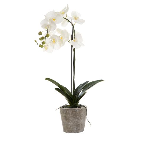 Orchid In Clay Pot | 84cm | White