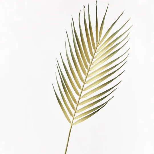 Phoenix Palm Leaf