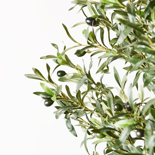 Olive Tree | Trio Trunk | 150cm
