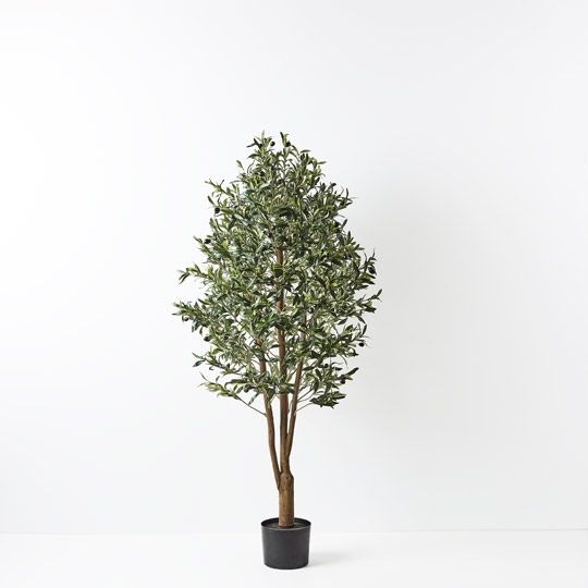 Olive Tree | Trio Trunk | 150cm