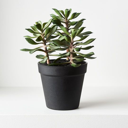 Succulent | In Pot | 20cm