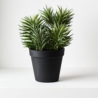 Senecio Succulent | In Pot | 21cm