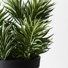 Senecio Succulent | In Pot | 21cm
