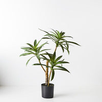 Yucca Plant | Green