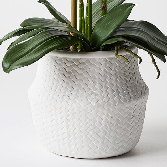 Orchid In White Weave Pot | White