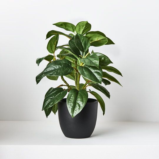 Philodendron in Pot | Green | 26cm