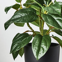 Philodendron in Pot | Green | 26cm