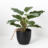 Spathiphyllum in Pot | Green | 25cm