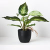 Spathiphyllum in Pot | Variegated | 25cm