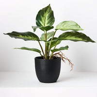 Spathiphyllum in Pot | Variegated | 25cm