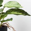 Spathiphyllum in Pot | Variegated | 25cm