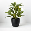 Dieffenbachia in Pot | Green/Yellow | 26cm