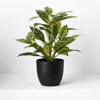 Dieffenbachia in Pot | Green/Yellow | 26cm
