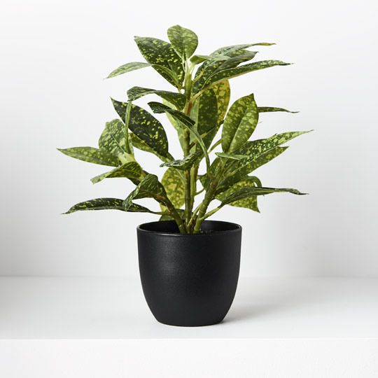 Dieffenbachia in Pot | Green/Yellow | 26cm
