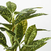 Dieffenbachia in Pot | Green/Yellow | 26cm