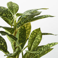 Dieffenbachia in Pot | Green/Yellow | 26cm