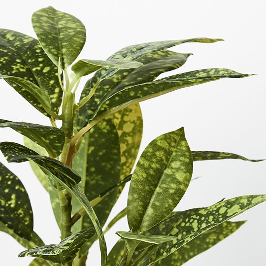 Dieffenbachia in Pot | Green/Yellow | 26cm