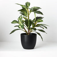 Dieffenbachia in Pot | Green | 26cm