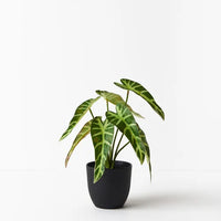 Alocasia Plant | Dark Green