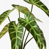 Alocasia Plant | Dark Green
