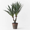 Agave Sisalana Plant | Green