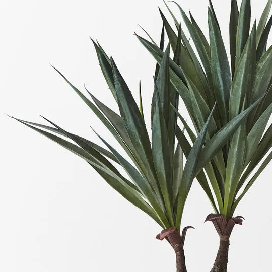 Agave Sisalana Plant | Green