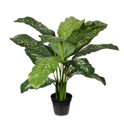 Dieffenbachia in Pot | Green Yellow